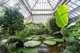 Serre et allées à la Hortus Botanicus de Leyde