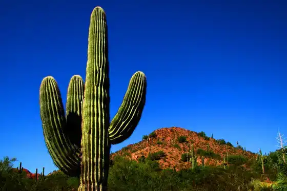 Desert Botanical Garden, Phoenix