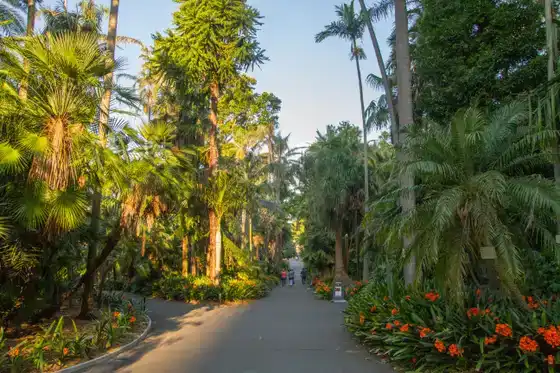 Palm Grove au Royal Botanic Garden, Sydney